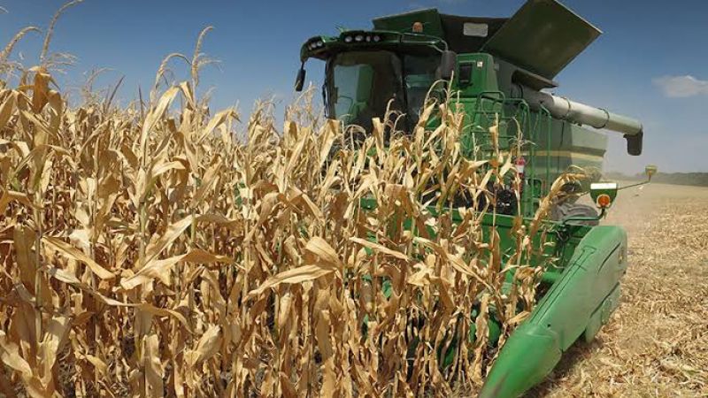 Green John Deere combine harvester at work in a dry cornfield under a blue sky.